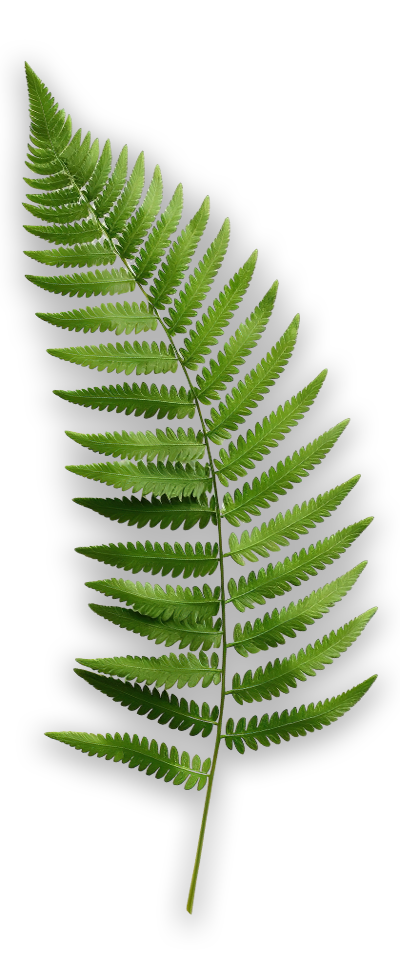 Beautiful fern leaf